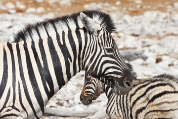 Zebrafohlen am Wasserloch Kalkheuwel im Etoscha Nationalpark in Namibai. 