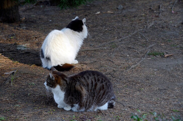 午後の野良猫