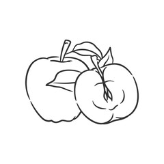 Apple line art vector illustration, Coloring book of healthy fruit