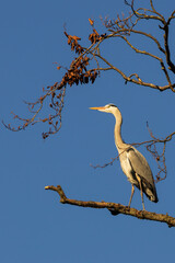 Graureiher (gray heron) @sundown