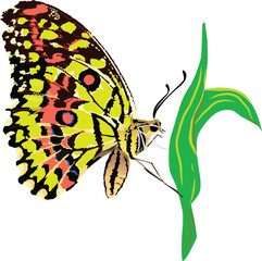Illustration of a butterfly in a greenish color
