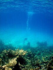 Fototapeta na wymiar an underwater scenery on a reef with divers and marine life in the caribbean sea