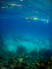 an underwater scenery on a reef with divers and marine life in the caribbean sea