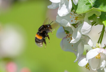 A shaggy bumblebee flies up to the flower of a blooming apple tree to collect nectar and pollinate...
