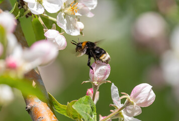 A shaggy bumblebee flies up to the flower of a blooming apple tree to collect nectar and pollinate the plant on a sunny spring morning