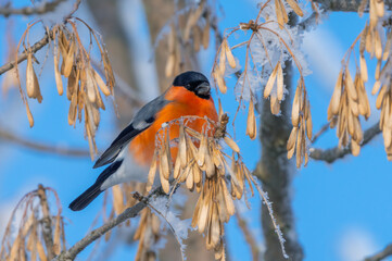 A red-breasted bullfinch sits on a frozen branch covered with ice crystals against a bright blue sky