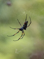 The large spider Trichonephila inura catches insects in its webs. Madagascar wildlife