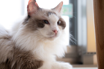 かわいい猫　長毛種のラグドール写真