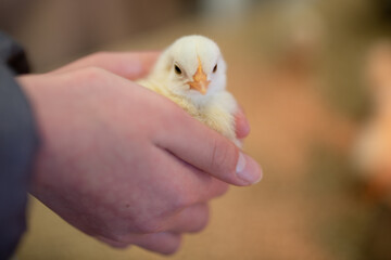 子供に抱かれたヒヨコ