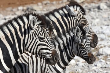 Fototapeta na wymiar Zebras (Equus quagga) am Wasserloch Kalkheuwel im Etoscha Nationalpark in Namibia. 