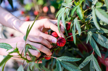woman hand picking Rosella or Jamaican sorel fruit in garden