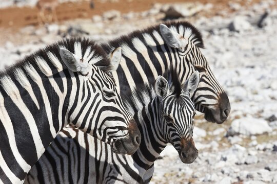 Quagga Bilder Durchsuchen 16,130 Archivfotos, und