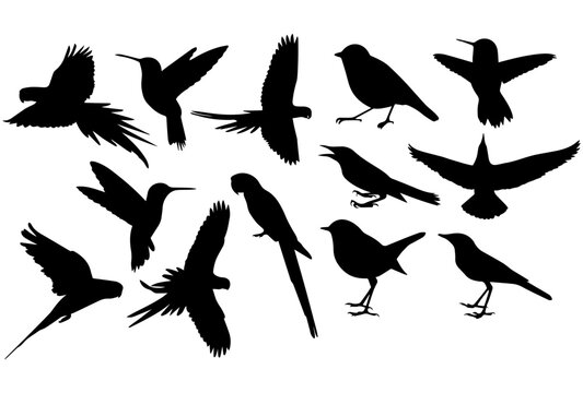 bird silhouettes of different kind. Isolated on white.