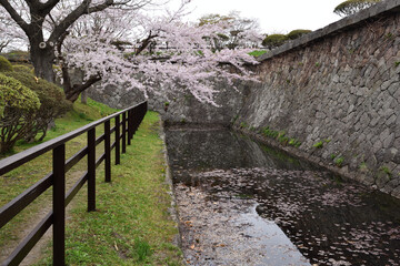 Cherry blossom, Hakodate, Hokkaido, Japan