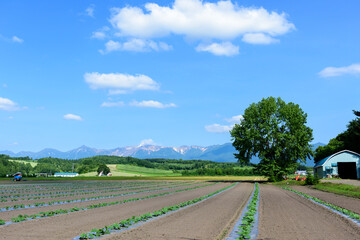 北海道　初夏の上富良野町
