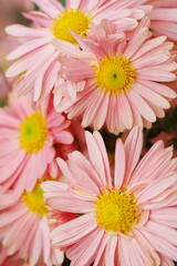 Delicate floral background of autumn flowers close-up. Inflorescence of light salmon colors chrysanthemums close-up. shallow depth of field, selective focus