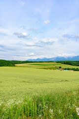 北海道　初夏の上富良野町
