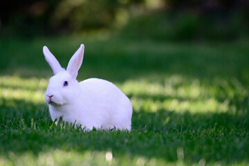 Der weise Osterhase