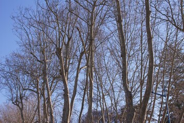 Dry tree winter