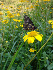 butterfly on yellow flower