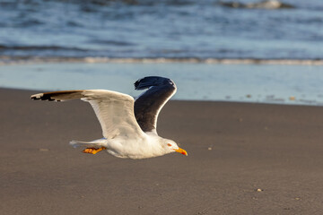 Fototapeta na wymiar Lesser black-backed gull (Larus fuscus) flying over on the beach on Juist, East Frisian Islands, Germany.