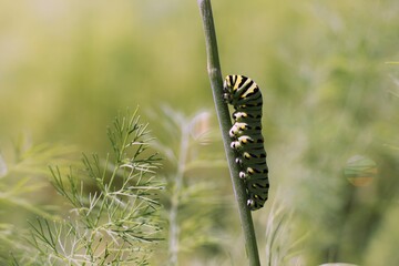live caterpillar crawling in the garden