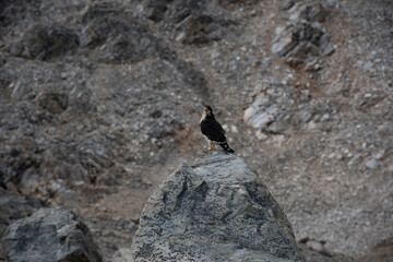 Pájaro con montañas al fondo