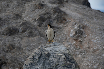 Pájaro con montañas al fondo