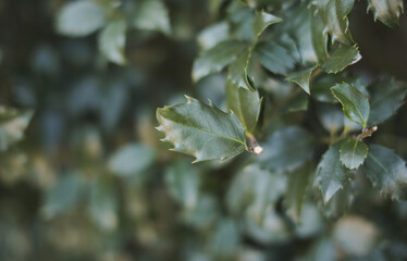 Green leaves pattern natural background focused 