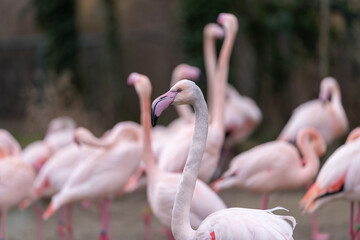 Flock of big and beautiful Greater Flamingos (Phoenicopterus roseus) in park.