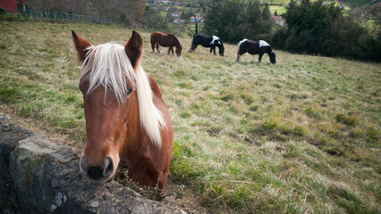 Caballo marrón cercano y tres distantes en pradera © Darío Peña
