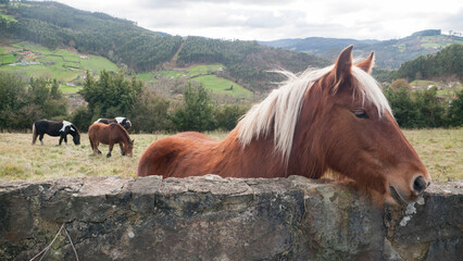 Caballo marrón junto a muro de piedra y tres al fondo en pradera de valle de Asturias