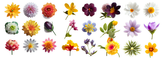set of flowers - obrazy, fototapety, plakaty