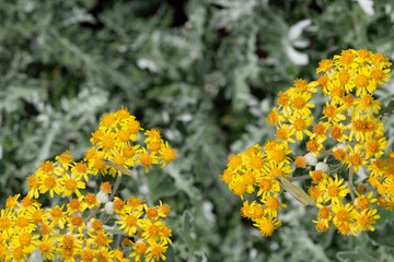 Several butterflies on inflorescences of wild flowers