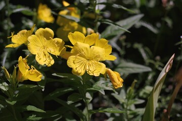 yellow flowers