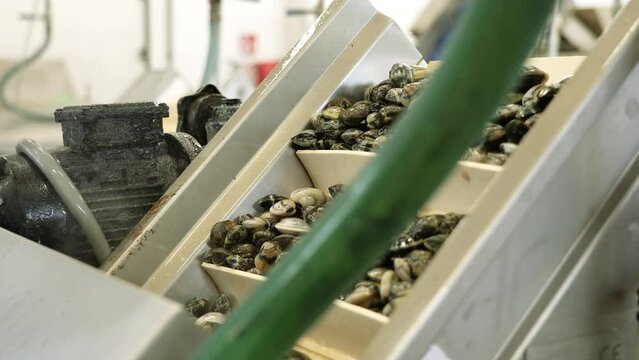 Conveyor belt with steps transports fresh raw fasolari molluscs to sort by workers in food processing plant workshop closeup