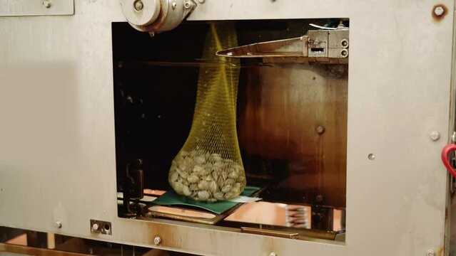Contemporary automatic equipment fills yellow mesh bags with fresh raw fasolari molluscs in food processing plant workshop