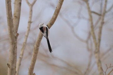 枝に止まったシマエナガ