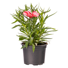 Rainbow pink or China pink flower