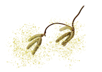 Haselnussblüte mit Blütenstaub