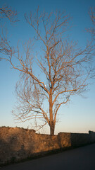 Fototapeta na wymiar Ramas de árbol sin hojas en invierno