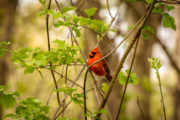 Male Northern Cardinal perched on a tree branch