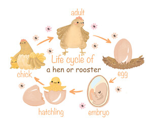 Hen, Rooster life cycle, Farm birds activity for children, Educational game for kids homeschooling, printable worksheet - 570609600