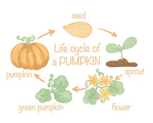 Pumpkin life cycle, Farm vegetable activity for children, Educational game for kids homeschooling, printable worksheet - 570609607