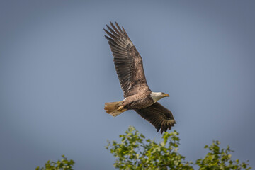 Adult Bald Eagle flies through the blue sky