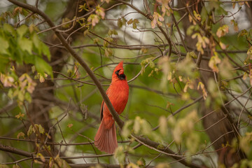 Male Northern Cardinal perched on a tree branch