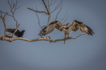 A Crow looks to steal a fish from a male Osprey