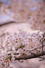 今年も新しい出会いの季節