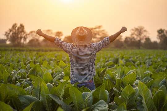 Asian farmer working in the field of tobacco tree, spread arms and raising his success fist happily with feeling very good while working. Happiness for agriculture business concept.
