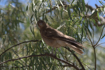 Fototapeta premium birds on tree